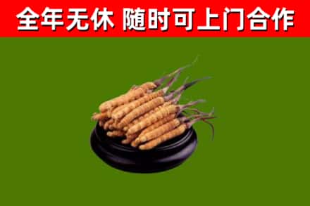湘潭回收散虫草
