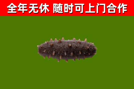 湘潭回收海参干